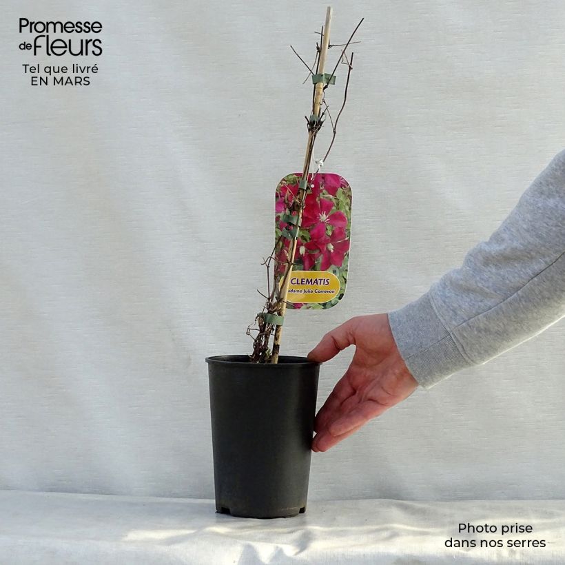 Amostra de Clematis viticella Mme Julia Correvon Vaso de 2 L/3 L tal como entregue na primavera