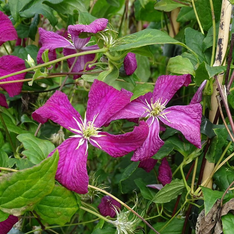 Clematis viticella Mme Julia Correvon (Floração)