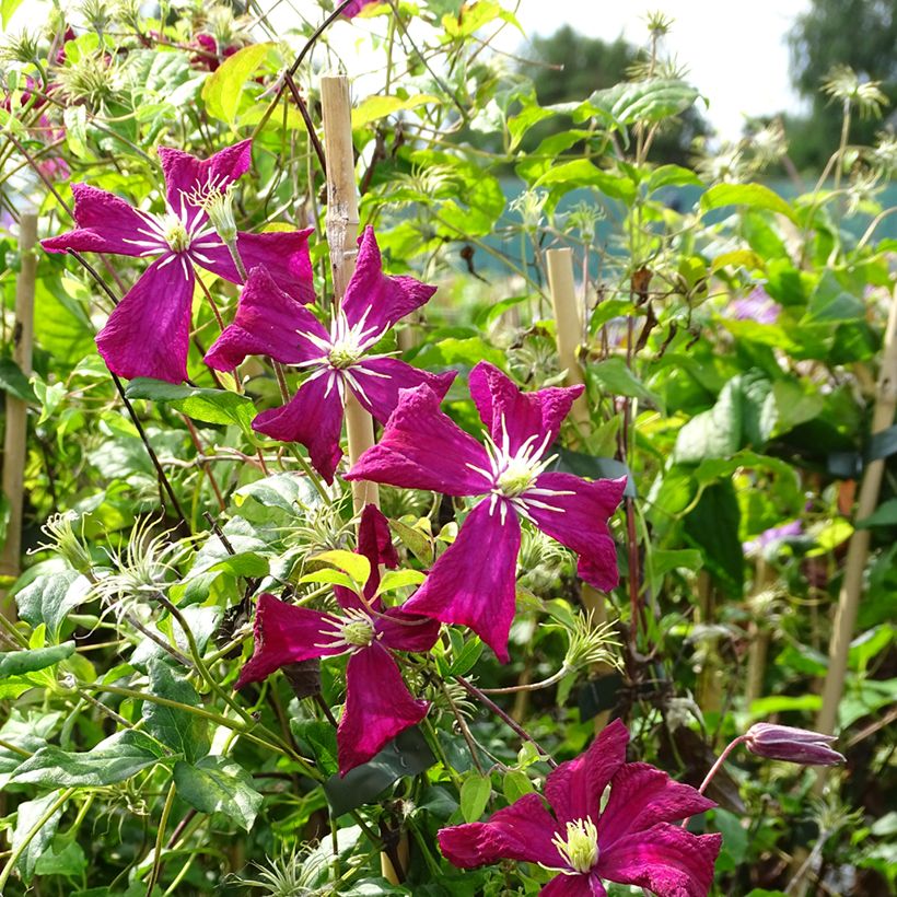 Clematis viticella Mme Julia Correvon (Hábito)