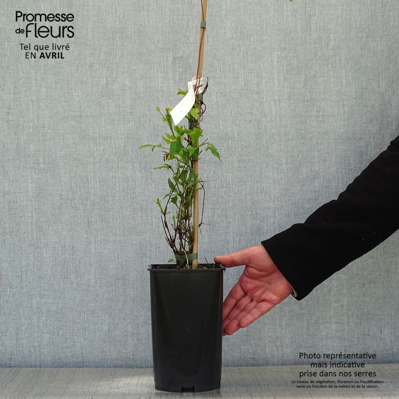 Amostra de Clematis viticella Panther Vaso de 2 L/3 L tal como entregue na primavera