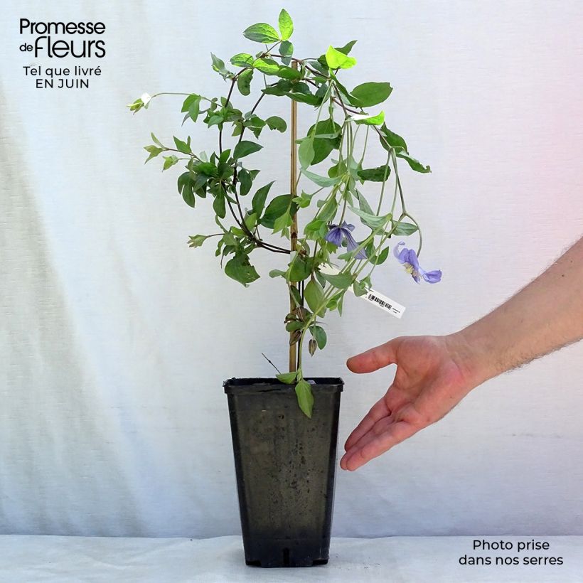 Amostra de Clematis Perle d'Azur Vaso de 2 L/3 L tal como entregue no verão