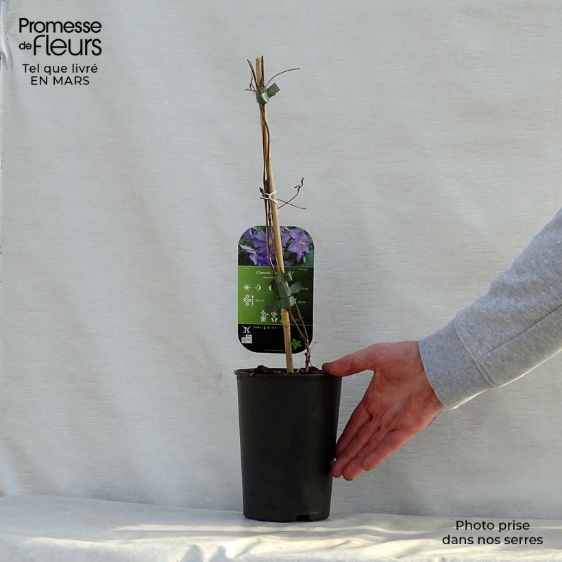 Amostra de Clematis Perle d'Azur Vaso de 2 L/3 L tal como entregue na primavera