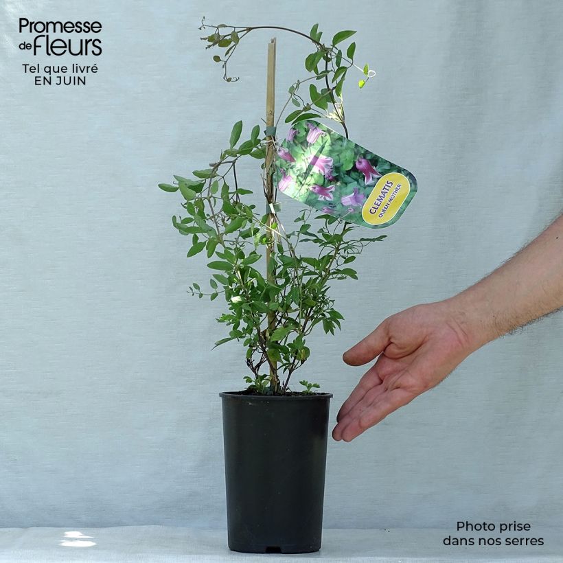 Amostra de Clematis viticella Queen Mother Vaso de 2 L/3 L tal como entregue no verão