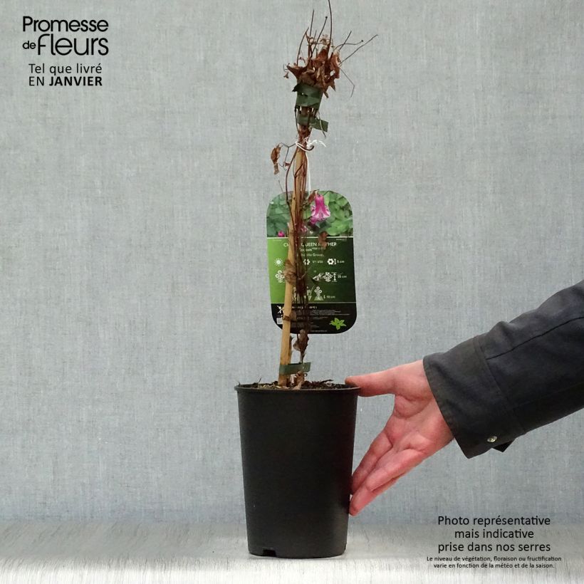 Amostra de Clematis viticella Queen Mother Vaso de 2 L/3 L tal como entregue no inverno