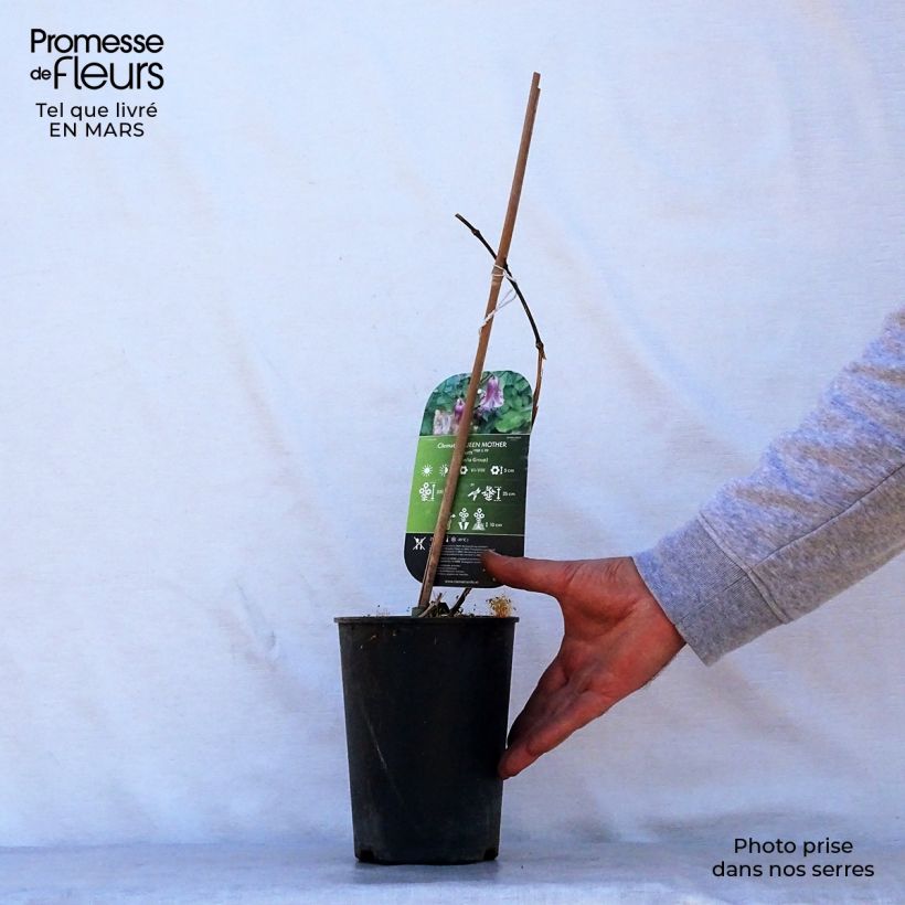 Amostra de Clematis viticella Queen Mother Vaso de 2 L/3 L tal como entregue na primavera