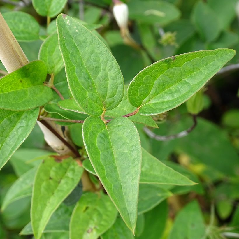 Clematis viticella Queen Mother (Folhagem)