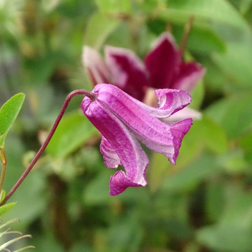 Clematis viticella Queen Mother (Floração)