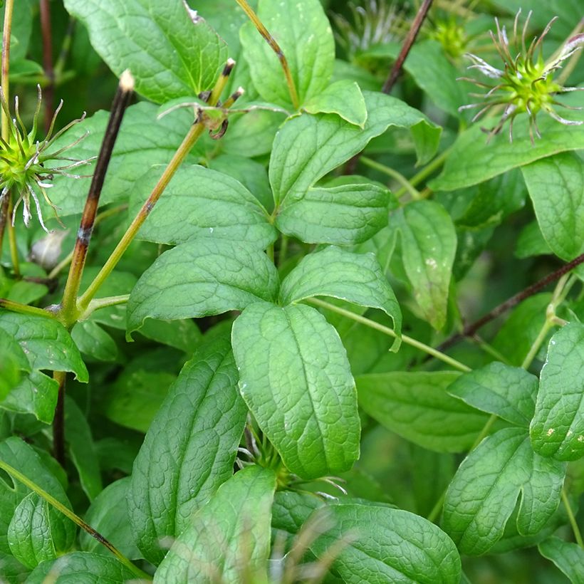 Clematis viticella Rosalyn (Folhagem)
