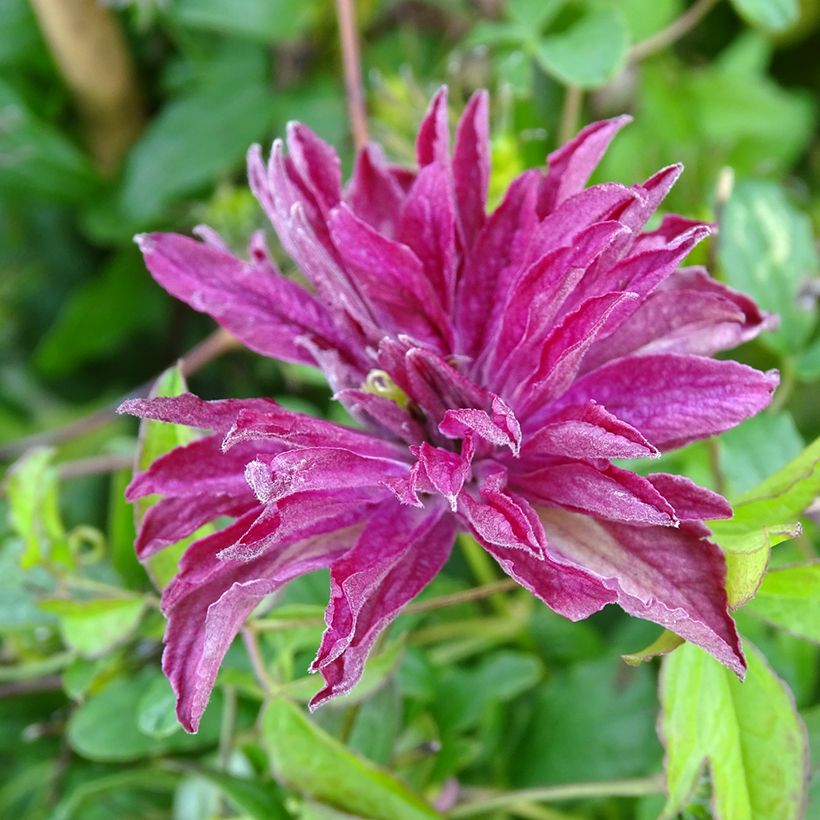 Clematis viticella Rosalyn (Floração)