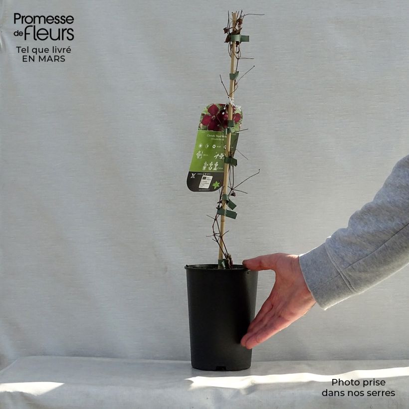 Amostra de Clematis viticella Royal Velours Vaso de 2 L/3 L tal como entregue na primavera