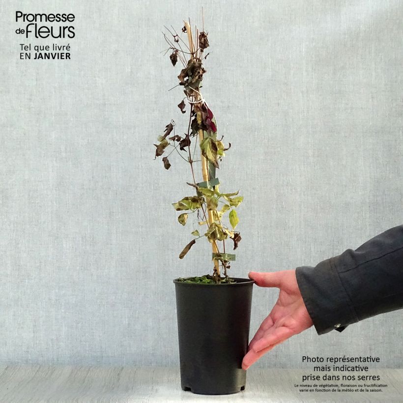 Amostra de Clematis viticella Royal Velours Vaso de 2 L/3 L tal como entregue no inverno