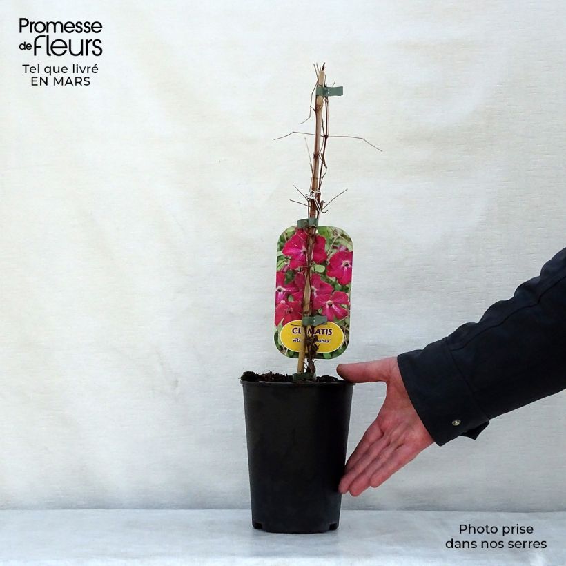 Amostra de Clematis viticella Rubra Vaso de 2 L/3 L tal como entregue na primavera