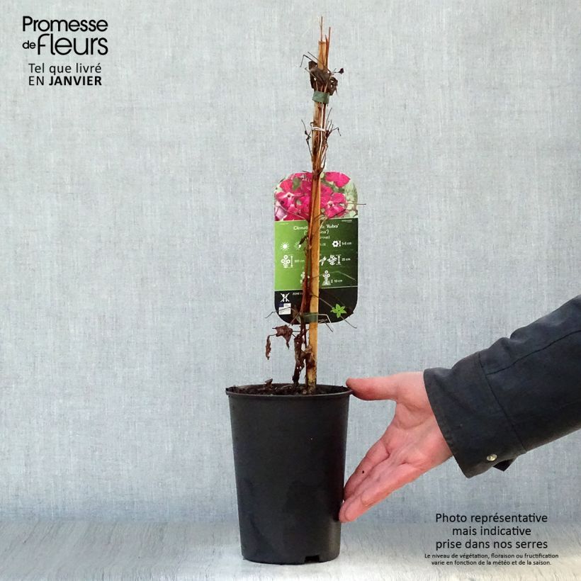 Amostra de Clématite - Clematis viticella Rubra (Kermesina) Vaso de 2 L/3 L tal como entregue no inverno