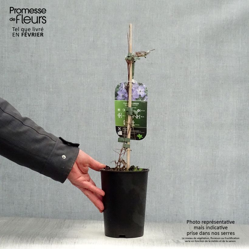 Amostra de Clématite - Clematis viticella Sea Breeze Vaso de 2 L/3 L tal como entregue no inverno