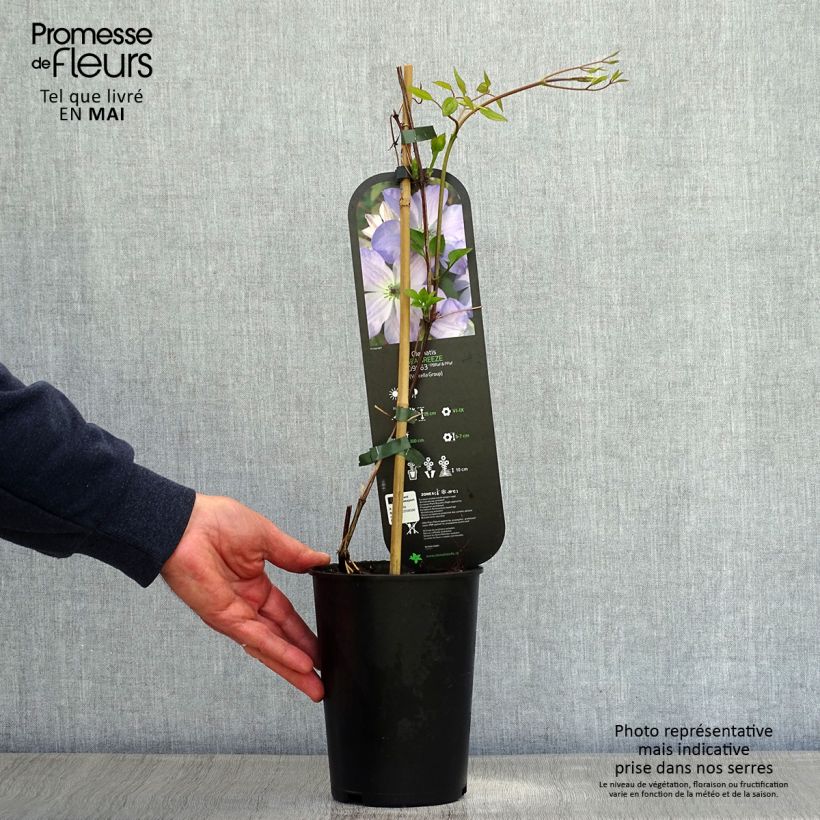 Amostra de Clematis Sea Breeze Vaso de 2 L/3 L tal como entregue na primavera