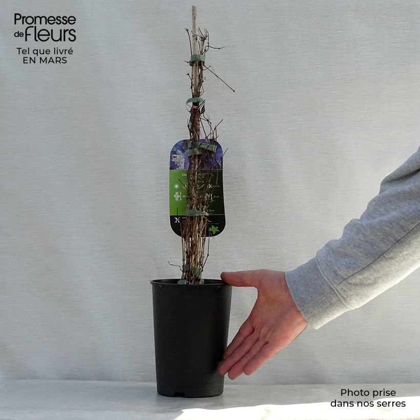 Amostra de Clematis viticella Sunny Sky Vaso de 2 L/3 L tal como entregue na primavera