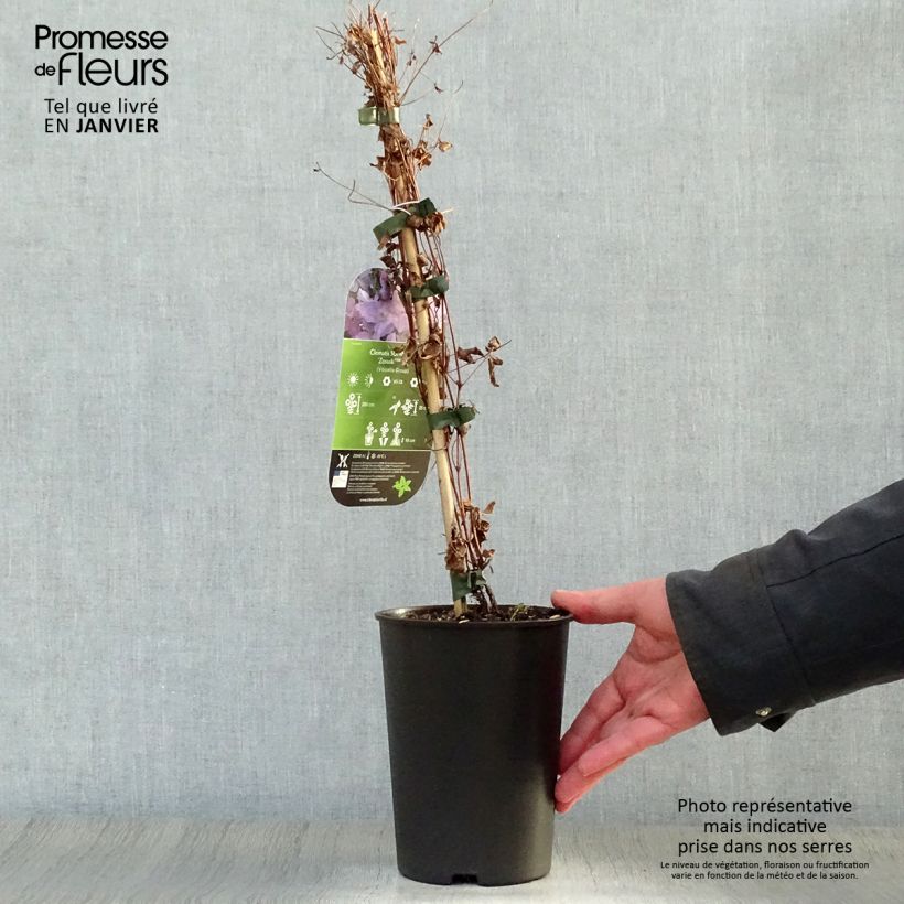 Amostra de Clématite - Clematis viticella Sunny Sky Vaso de 2 L/3 L tal como entregue no inverno