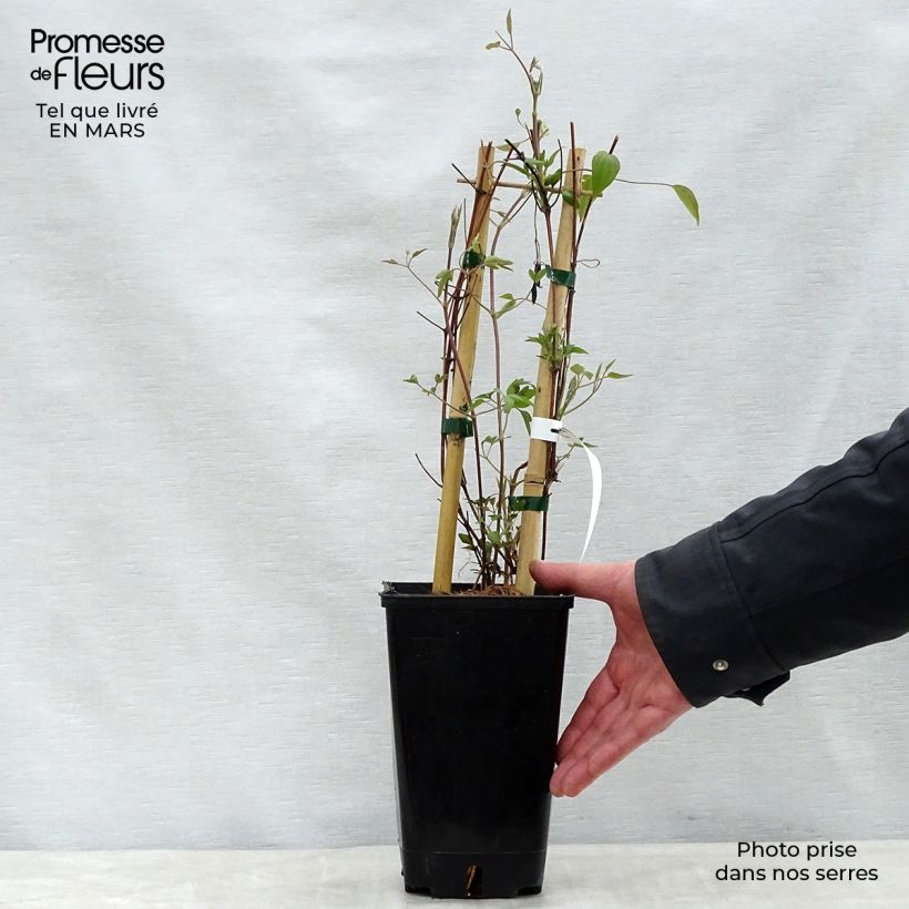 Amostra de Clematis Delphine Vaso de 2 L/3 L tal como entregue na primavera