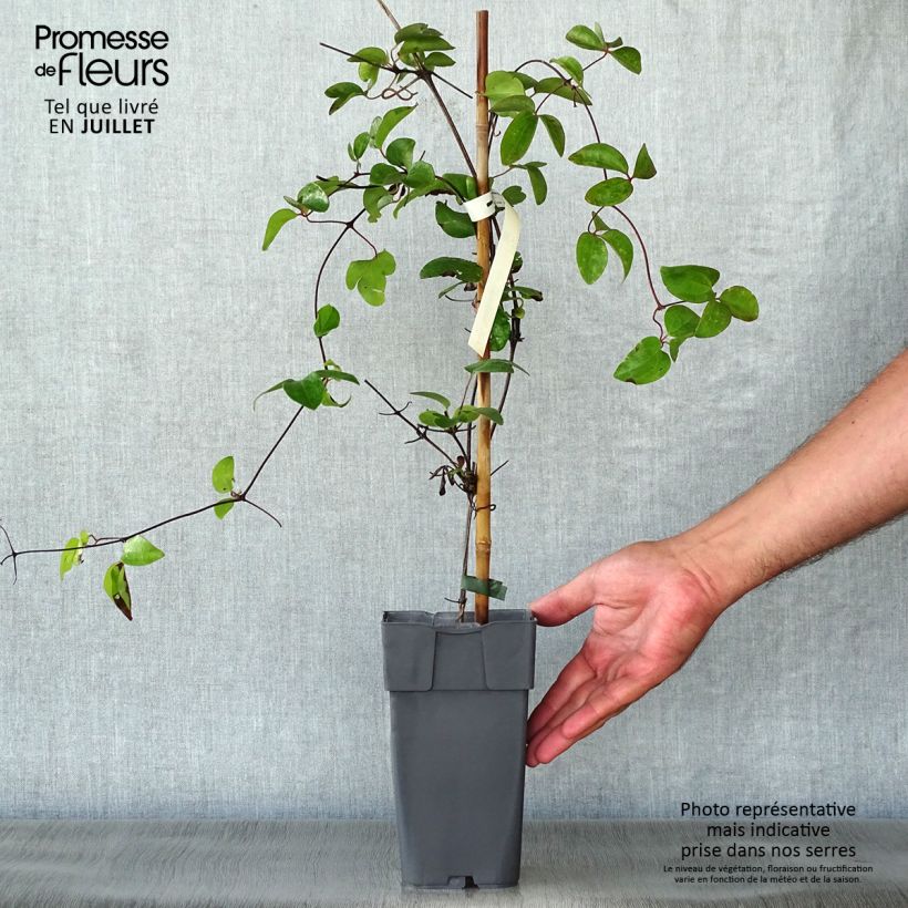 Amostra de Clematis Delphine Vaso de 2 L/3 L tal como entregue no verão