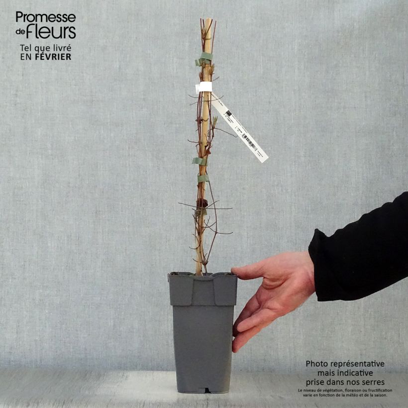 Amostra de Clématite Delphine Vaso de 2 L/3 L tal como entregue no inverno