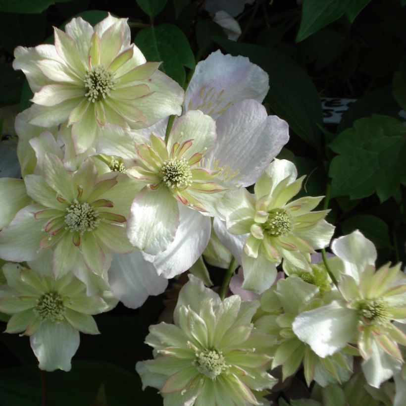 Clematis montana Double Delight (Floração)