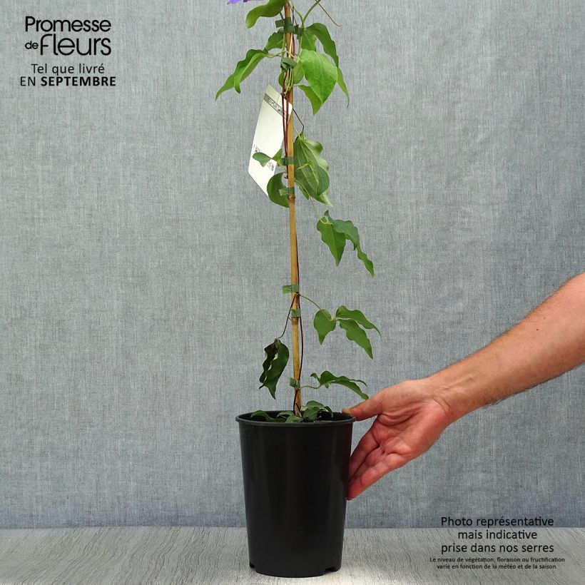 Amostra de Clematis Etoile de Malicorne Vaso de 2 L/3 L tal como entregue no outono