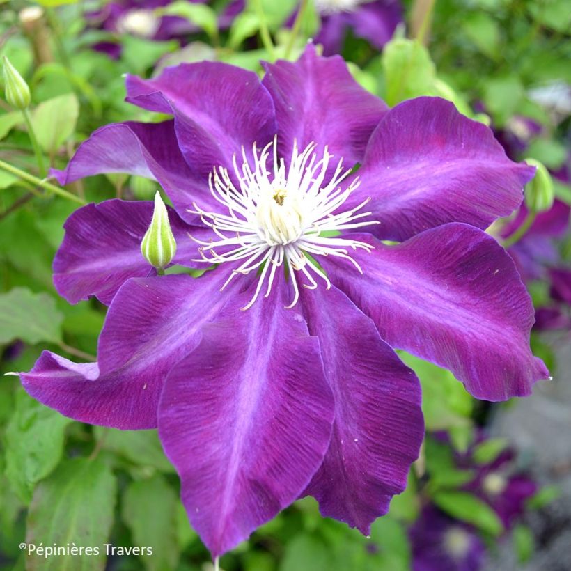 Clematis Hayate (Floração)
