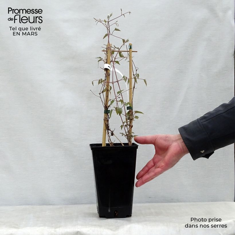 Amostra de Clematis Henryi Vaso de 1,5 L/2 L tal como entregue na primavera