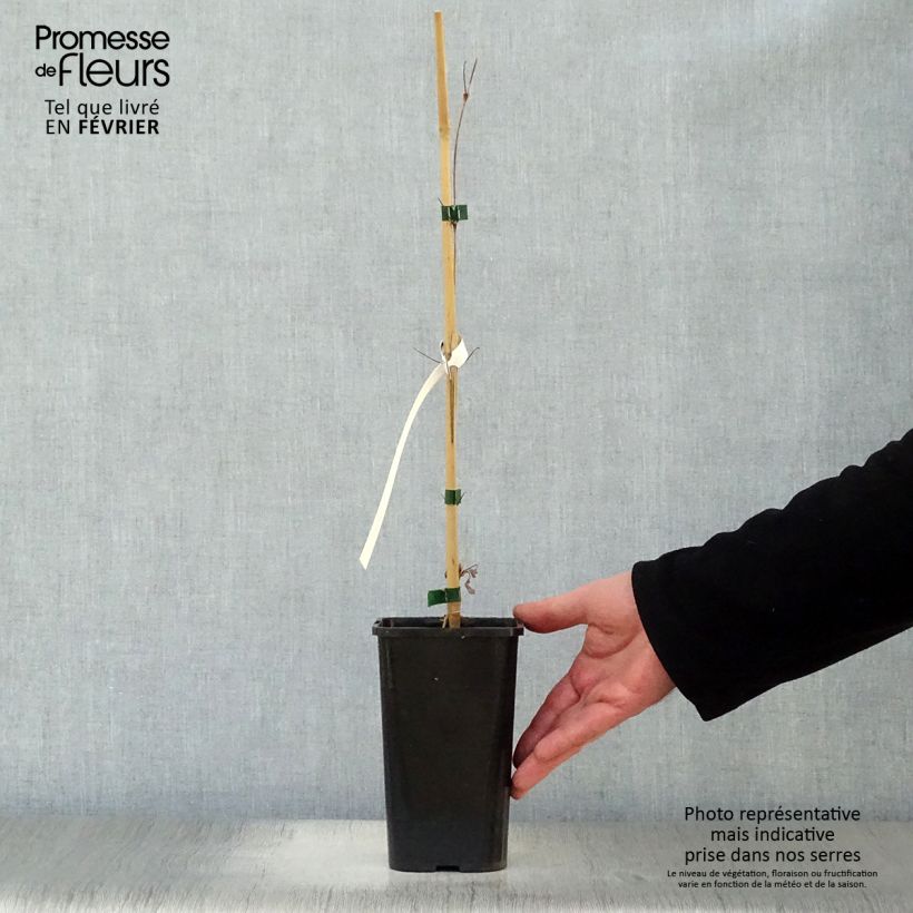 Amostra de Clematis Henryi Vaso de 1,5 L/2 L tal como entregue no inverno