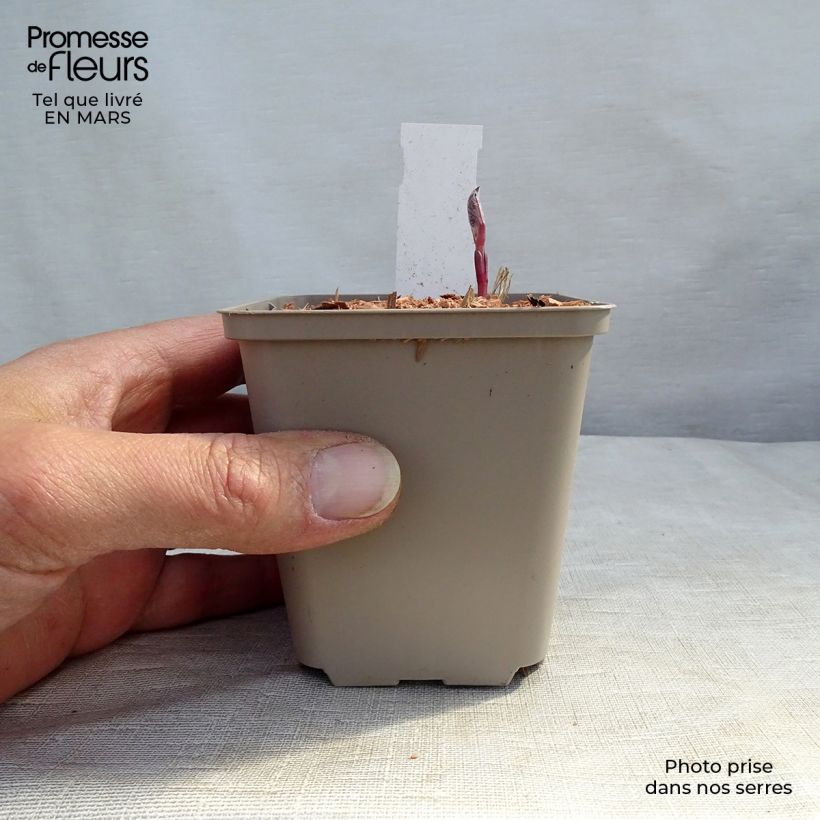 Amostra de Clematis recta Purpurea Vaso de 8/9 cm tal como entregue no inverno