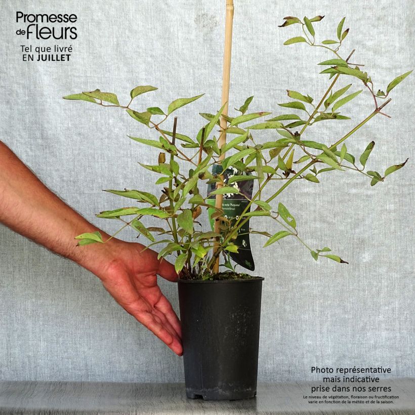 Amostra de Clematis recta Purpurea Vaso de 2 L/3 L tal como entregue no verão