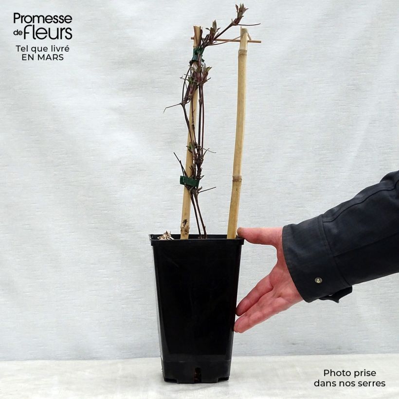 Amostra de Clematis Honora Vaso de 1,5 L/2 L tal como entregue na primavera