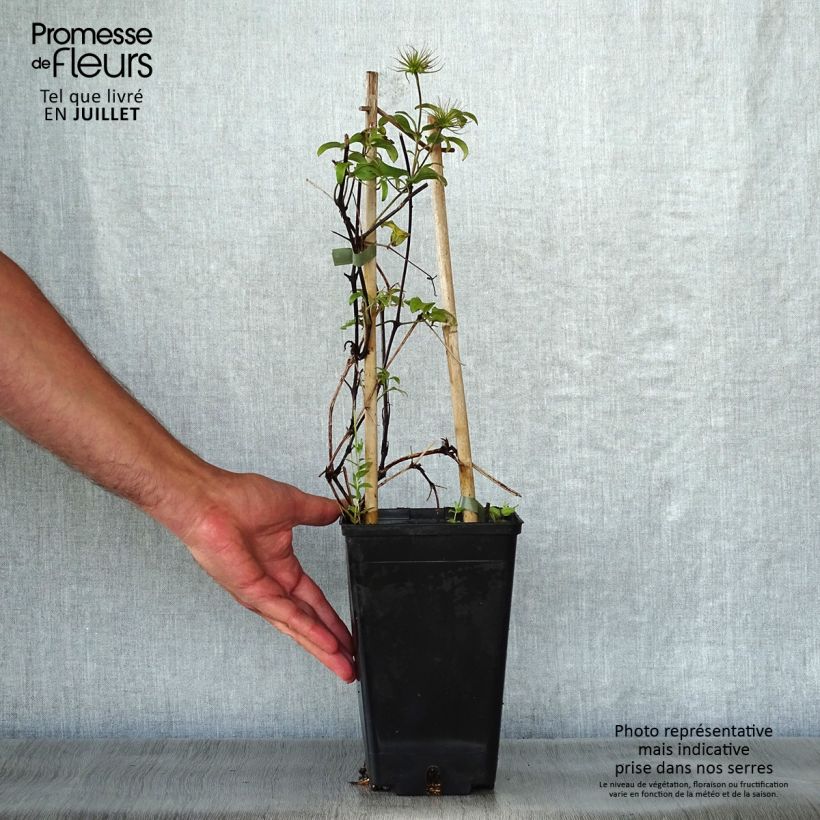 Amostra de Clematis Honora Vaso de 1,5 L/2 L tal como entregue no verão