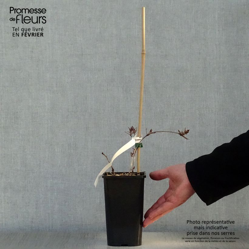 Amostra de Clématite Honora Vaso de 1,5 L/2 L tal como entregue no inverno