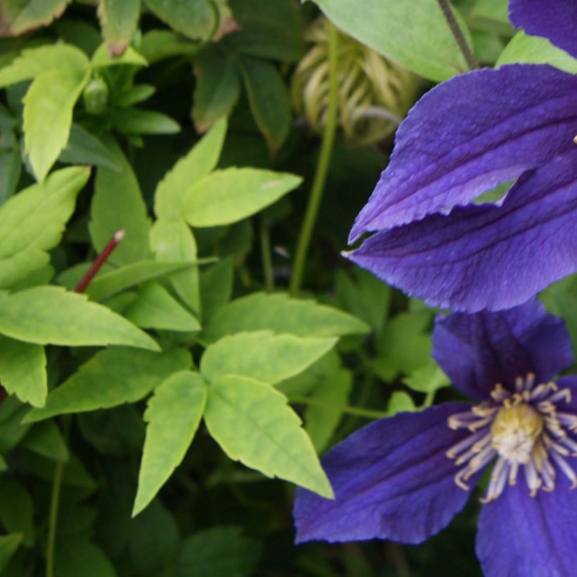 Clematis Hudson River (Folhagem)