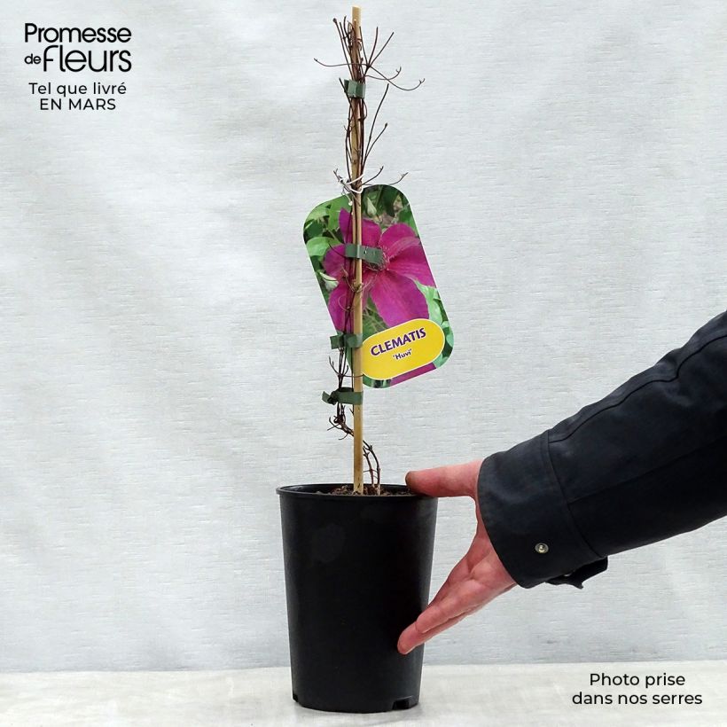 Amostra de Clematis Huvi Vaso de 2 L/3 L tal como entregue na primavera