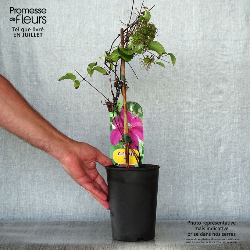 Amostra de Clematis Huvi Vaso de 2 L/3 L tal como entregue no verão