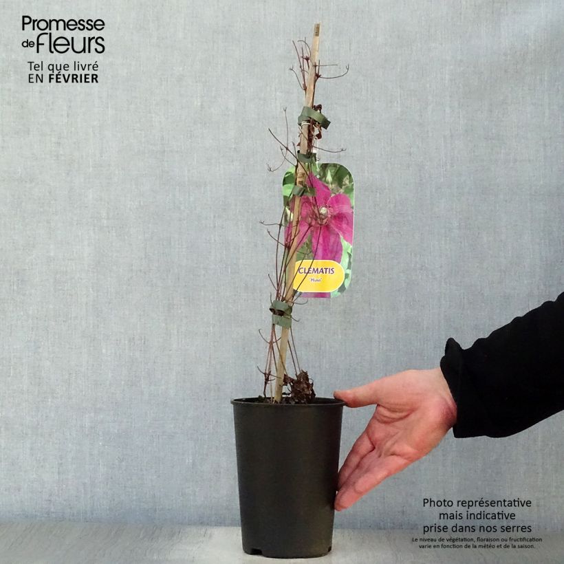 Amostra de Clématite Huvi Vaso de 2 L/3 L tal como entregue no inverno