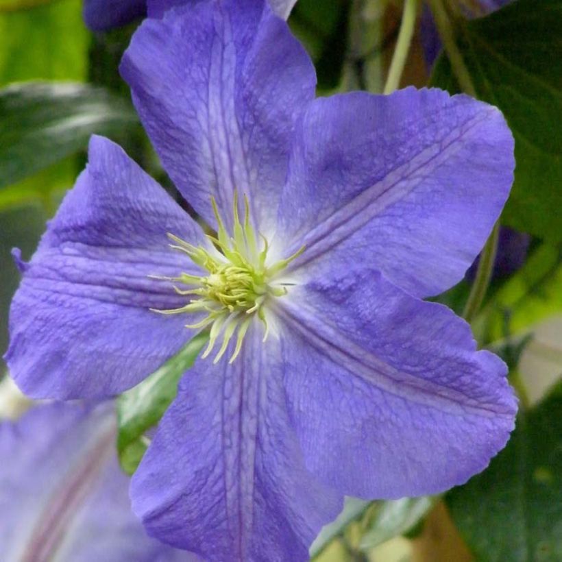 Clematis Jenny (Floração)