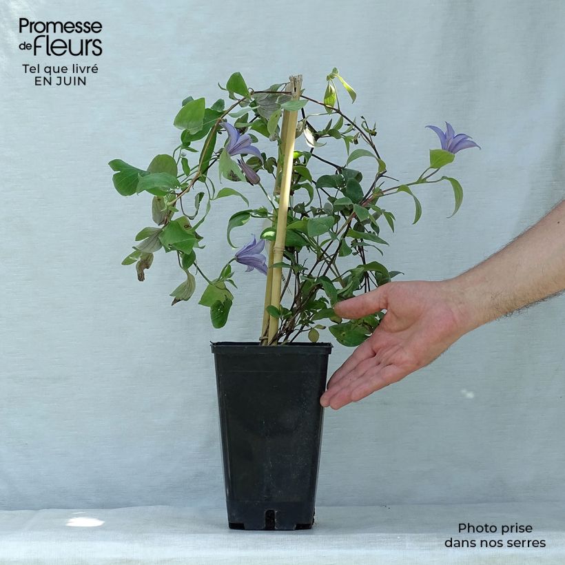 Amostra de Clematis viticella Justa Vaso de 1,5 L/2 L tal como entregue no verão