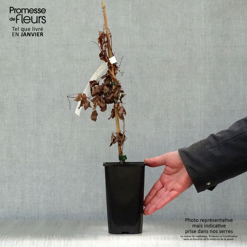 Amostra de Clématite Justa Vaso de 1,5 L/2 L tal como entregue no inverno