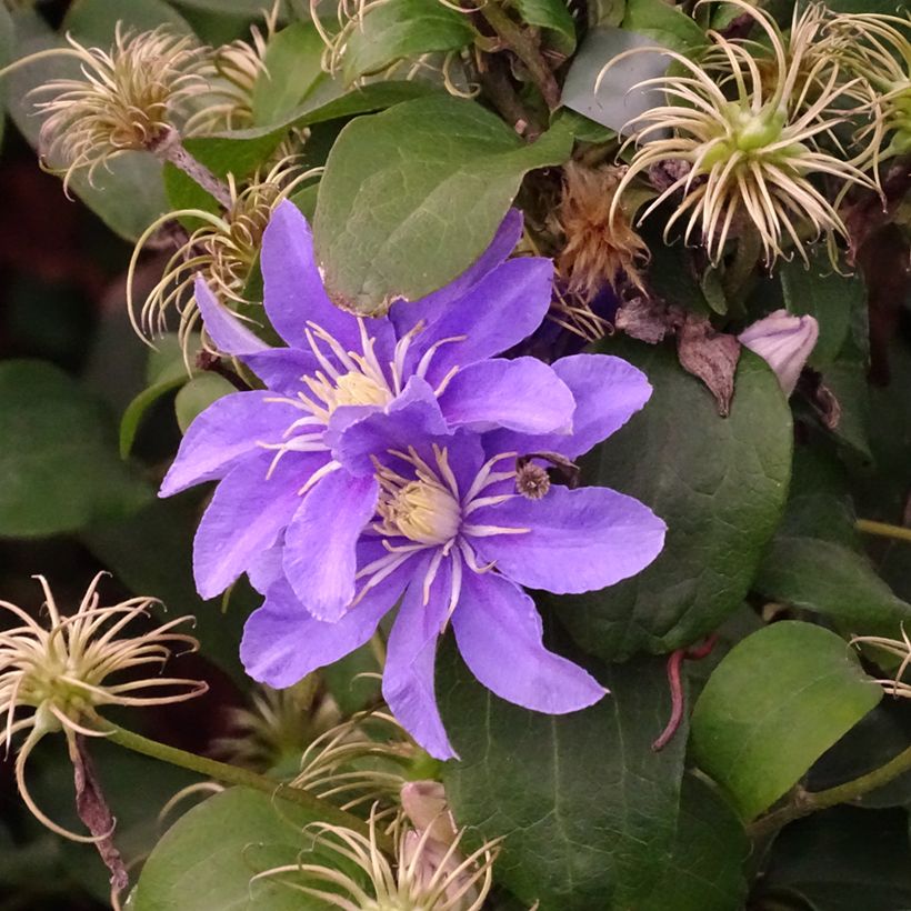 Clematis viticella Justa (Hábito)