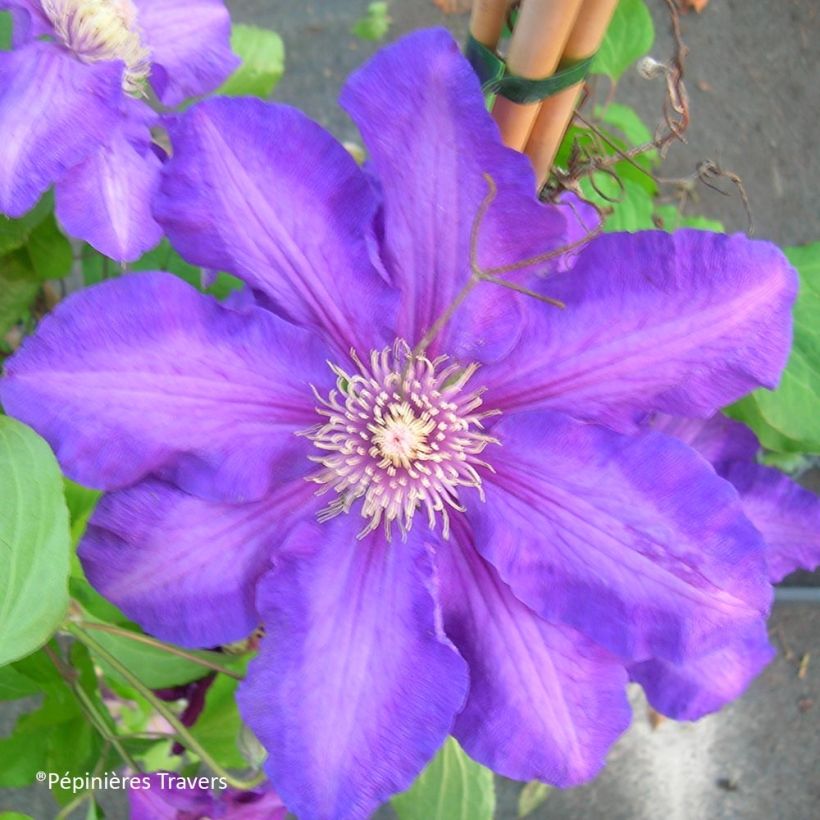 Clematis Kjell (Floração)