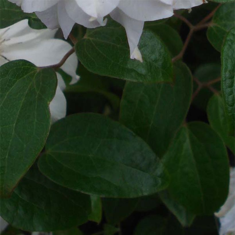 Clematis Maria Skłodowska Curie (Folhagem)