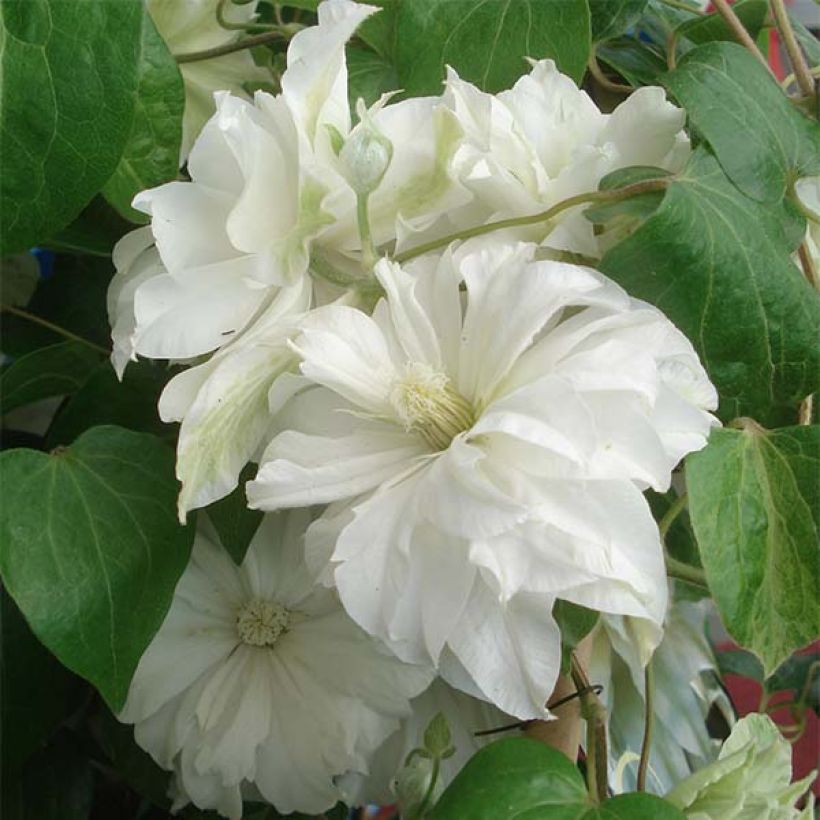 Clematis Maria Skłodowska Curie (Floração)