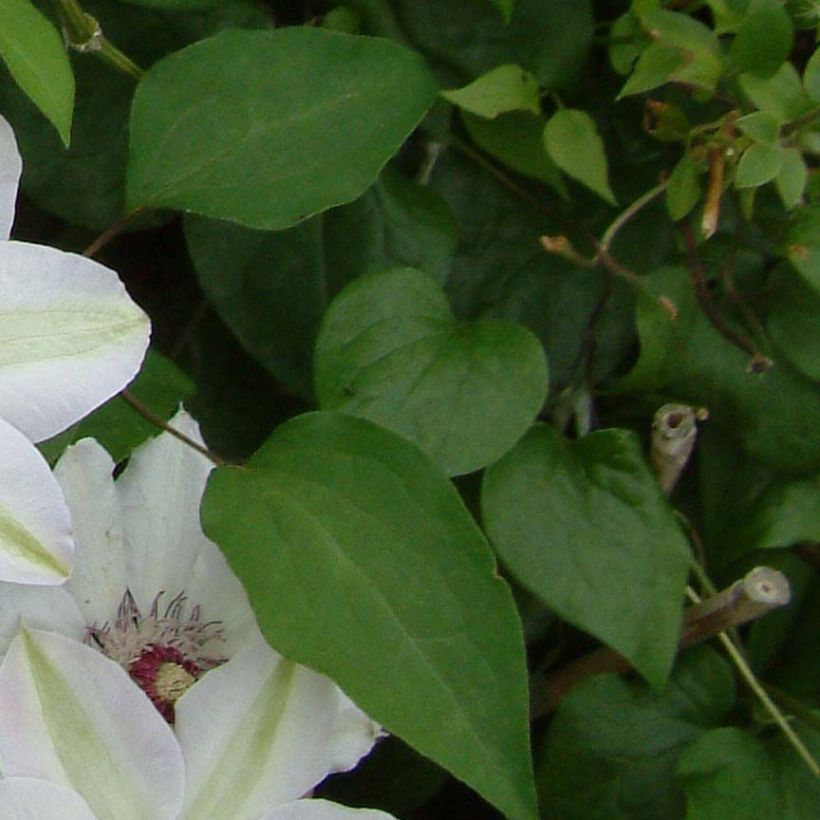 Clematis Miss Bateman (Folhagem)