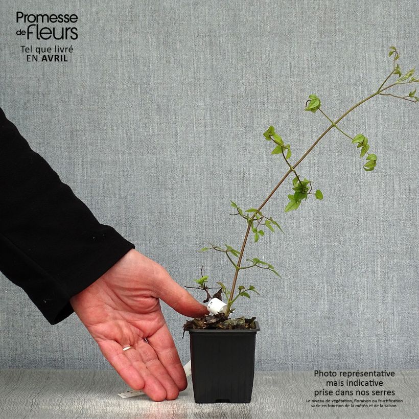 Amostra de Clematis Mme Lecoultre Vaso de 8/9 cm tal como entregue na primavera