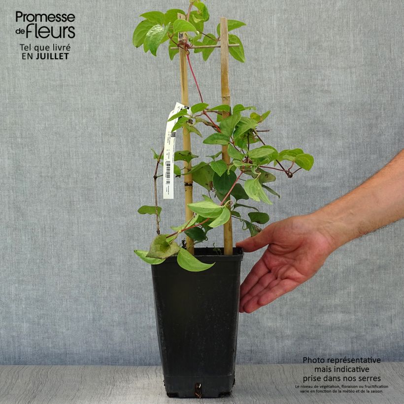 Amostra de Clematis Mme Lecoultre Vaso de 2 L/3 L tal como entregue no verão