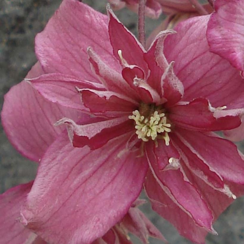 Clematis montana Broughton star (Floração)