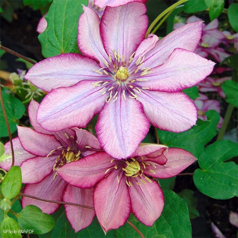Clematis Paradiso (Floração)